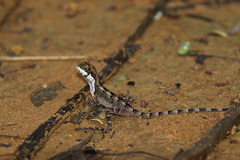 Enyalius catenatus