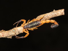 Uroplectes fischeri