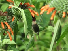 Chaetocercus mulsant