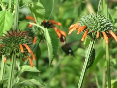 Chaetocercus mulsant