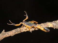 Uroplectes fischeri