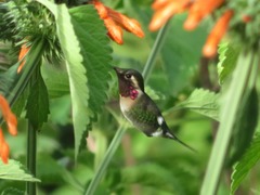 Chaetocercus mulsant