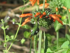 Chaetocercus mulsant