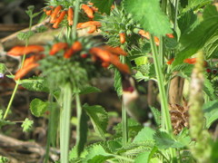 Chaetocercus mulsant