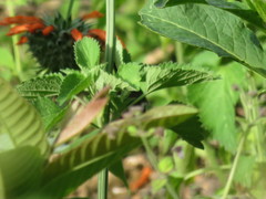 Chaetocercus mulsant