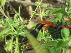 Chaetocercus mulsant