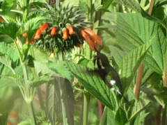 Chaetocercus mulsant