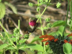 Chaetocercus mulsant