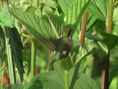 Chaetocercus mulsant