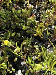 Dudleya blochmaniae blochmaniae