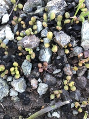 Dudleya blochmaniae blochmaniae