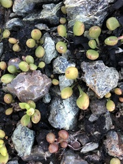 Dudleya blochmaniae blochmaniae