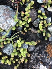 Dudleya blochmaniae blochmaniae
