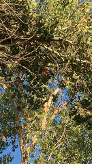 Pyrocephalus rubinus