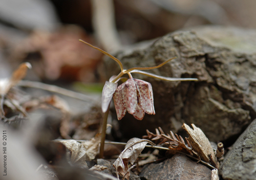 Fritillaria muraiana iNat (1)