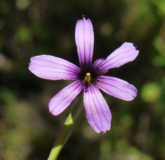 Sisyrinchium hitchcockii
