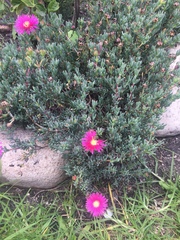 Lampranthus falciformis