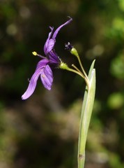 Sisyrinchium hitchcockii