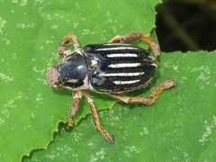 Ancistrosoma intermedium