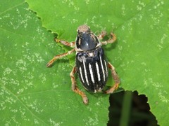 Ancistrosoma intermedium