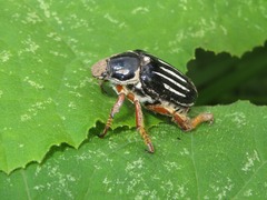 Ancistrosoma intermedium