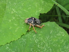 Ancistrosoma intermedium