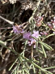 Limonium tuberculatum image