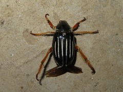 Ancistrosoma intermedium