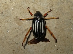 Ancistrosoma intermedium