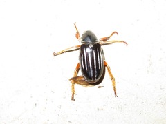 Ancistrosoma intermedium