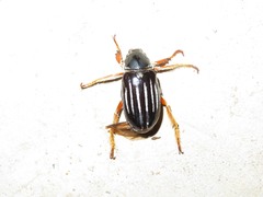 Ancistrosoma intermedium