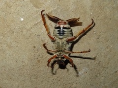 Ancistrosoma intermedium