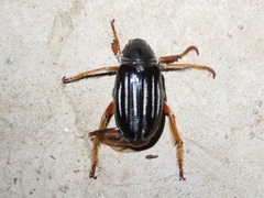 Ancistrosoma intermedium