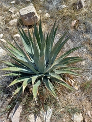Agave utahensis kaibabensis