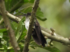 Haplophaedia aureliae