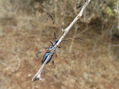 Evgenius puchneri