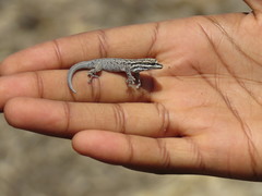 Lygodactylus keniensis