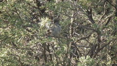 Curruca subcoerulea subcoerulea