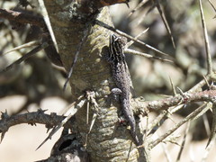 Lygodactylus keniensis