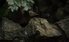 Phylloscopus collybita