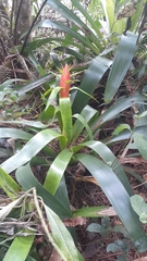 Tillandsia yunckeri