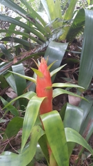 Tillandsia yunckeri