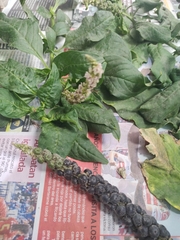 Phytolacca icosandra