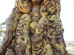 Vachellia xanthophloea