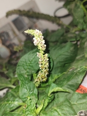 Phytolacca icosandra