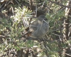 Curruca subcoerulea subcoerulea