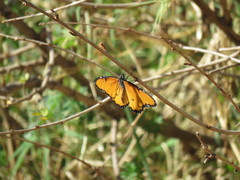 Danaus chrysippus dorippus