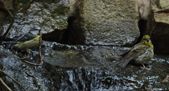 Cyanistes caeruleus