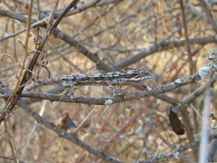 Trioceros bitaeniatus