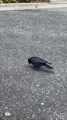 Corvus brachyrhynchos caurinus